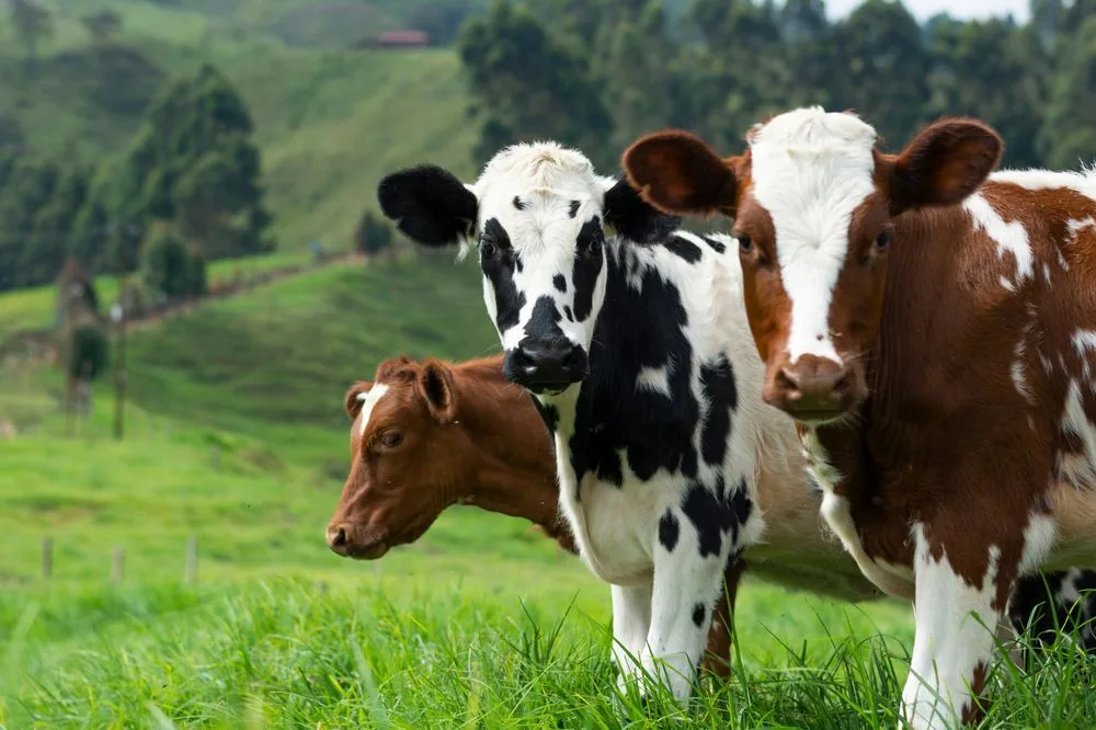 Wimits Veterinary Health Division – livestock medicine