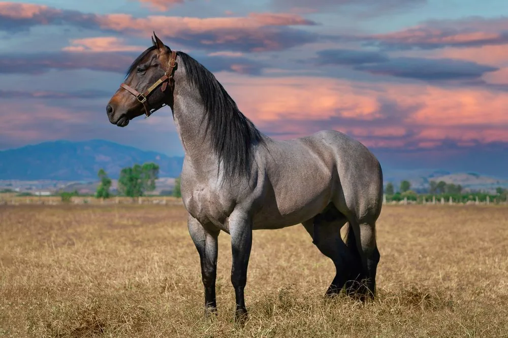 Wimits Veterinary Health Division – equine medicine