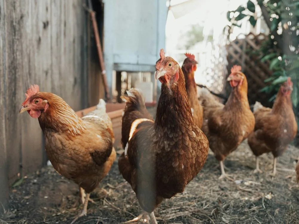 Wimits Veterinary Health Division – poultry medicine